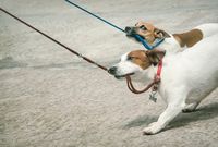 Изключително качествени каишки за кучета 10 от Za kucheto Изключително качествени каишки за кучета 10
