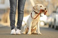 Изключително добри каишки за кучета 14 от Za kucheto Изключително добри каишки за кучета 14