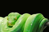 Разгледайте репелент за змии 15
