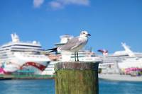 Разнообразие от круизни кораби 17 - Allcruise Разнообразие от круизни кораби 17